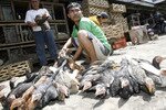 Seorang pria sedang memilih ayam di sebuah pasar ternak ayam di Jakarta, Indonesia. Negeri tersebut pernah mengalami kasus flu burung tertinggi di dunia pada tahun 2006, namun setelah adanya upaya internasional memerangi virus tersebut, jumlah kasus tersebut berkurang besar-besaran. [Reuters]